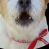 Reactodog******LFC 的头像