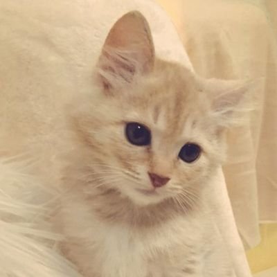 منال's profile picture