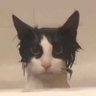 Felix :⌊π⌋'s profile picture