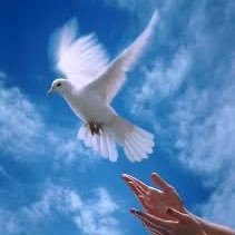 الطير المسافر(علاء)'s profile picture