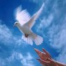 الطير المسافر(علاء) profil fotoğrafı