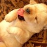 ゲゲマル profil fotoğrafı