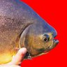 Pacu Rabanne's profile picture