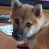 Profilbild von はなもも