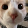 Charles Aranguiz es mi copiloto profil fotoğrafı