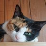 Фото профиля こにゃにゃん
