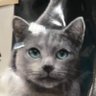 shebainuk's profile picture