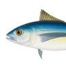Profilbild von Fish Man