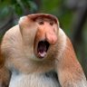 Ko de bospooier's profile picture