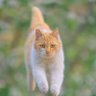 萌猫 profil fotoğrafı