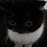 N profil fotoğrafı