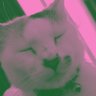 Argent's profile picture