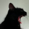 raes profil fotoğrafı