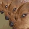 Profilbild von Sus Dog