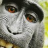 Фото профиля A Monkey