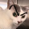 Yukimaru's profile picture