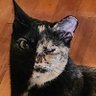 Lynn Heilmann's profile picture