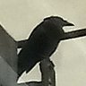 Фото профиля Dan Raven