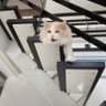 Profilbild von るるねこちゃん🥇⚔️