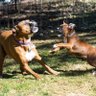 Profilbild von Boxers …