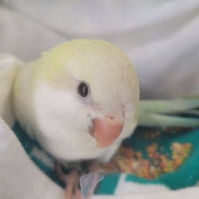 smatoraoo's profile picture
