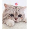 nonnon. profil fotoğrafı