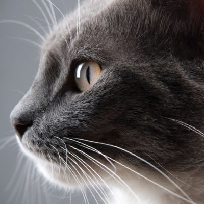 wedeie2's profile picture
