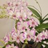Фото профиля Blooms