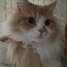 アリエスムウ profil fotoğrafı