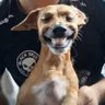 el perro 的头像