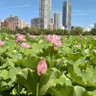 游理 的头像