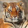 محلل معلومات's profile picture