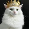 Wiki Cat Meme's profile picture