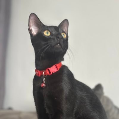 Guru Timsy's profile picture