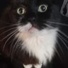 Feral Political Cat 的头像