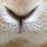 charo lapin profil fotoğrafı