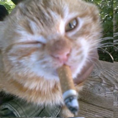 scary's profile picture