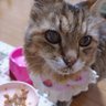 猫といる幸せ(🍎) 的头像
