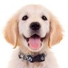 Tierno profil fotoğrafı