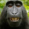 Lee - WildMonkeyUK 的头像