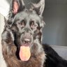 Profilbild von Livio the GSD