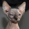 Profilbild von Baal