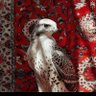 Фото профиля نجم آل سالم