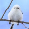 Bird's profile picture