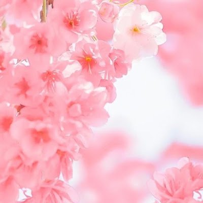 keiko ohashi's profile picture