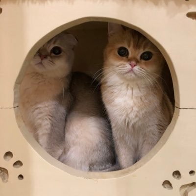 Nastar & Kara's profile picture