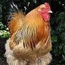Profilbild von La Cochinchina