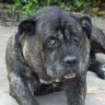 Argo the Cane Corso's profile picture