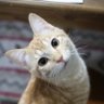 Profilbild von こん