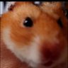 🌼天音🍁🌾's profile picture